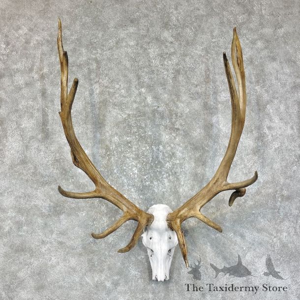 Rocky Mountain Elk Skull Mount #25612 For Sale - The Taxidermy Store
