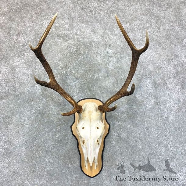 Rocky Mountain Elk Skull Mount For Sale #23583 @ The Taxidermy Store