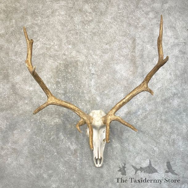 Rocky Mountain Elk Skull Mount For Sale #24623 @ The Taxidermy Store