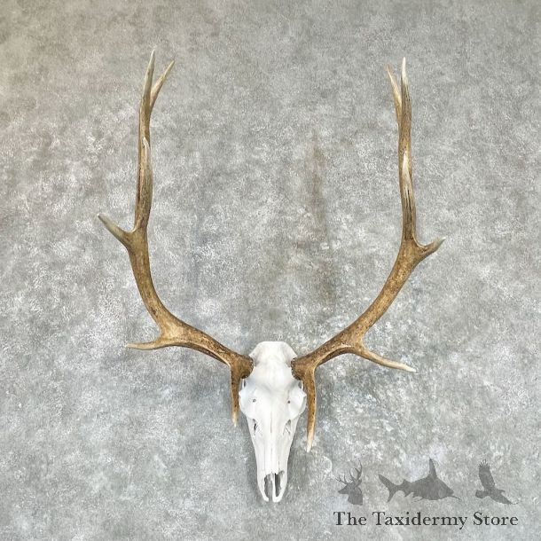 Rocky Mountain Elk Skull Taxidermy Mount For Sale #25723 @ The Taxidermy Store