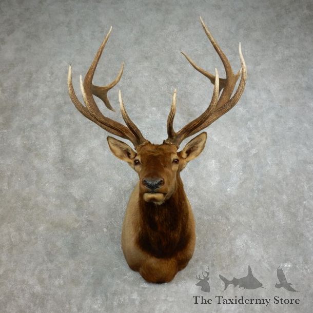 Rocky Mountain Elk Shoulder Mount For Sale #17651 @ The Taxidermy Store
