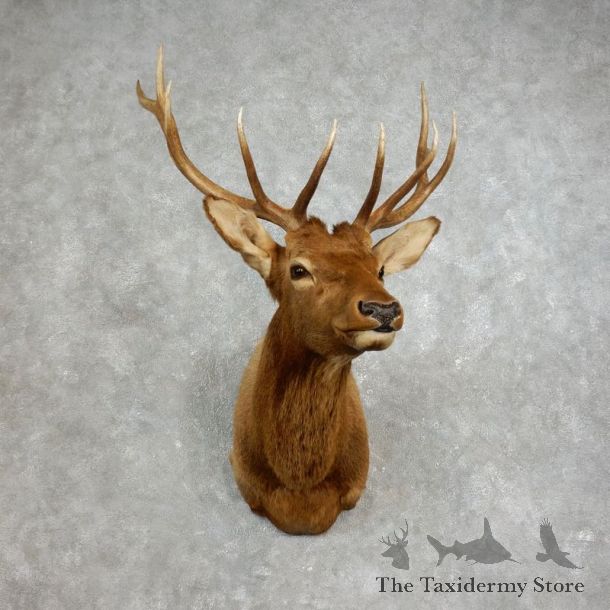 Rocky Mountain Elk Shoulder Mount For Sale #17653 @ The Taxidermy Store