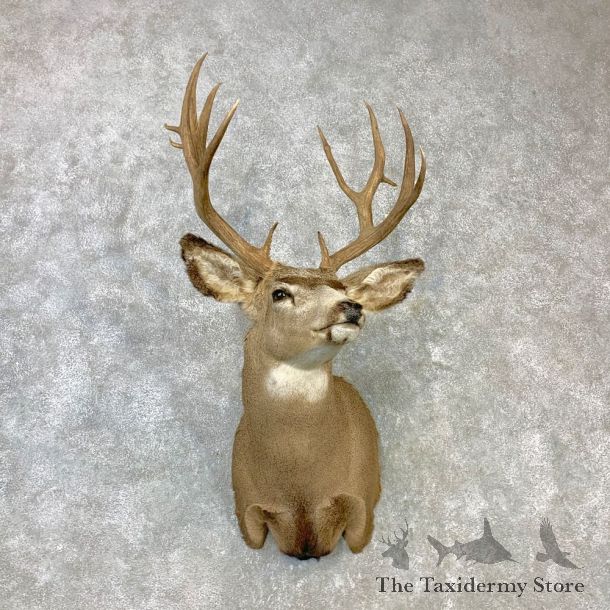 Rocky Mountain Mule Deer Shoulder Mount For Sale #23088 @ The Taxidermy Store