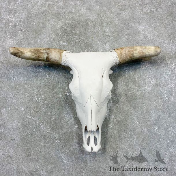 Rodeo Bull Skull European Mount For Sale #24022 @ The Taxidermy Store