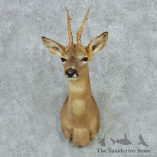 Roe Deer Shoulder Taxidermy Head Mount M1 #12799 For Sale @ The Taxidermy Store