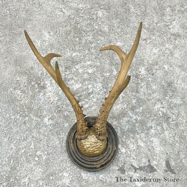 Roe Deer Antler Plaque Mount For Sale #26894 @ The Taxidermy Store