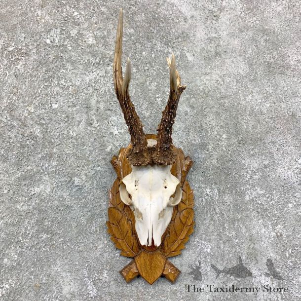 Roe Deer Plaque Mount For Sale #23594 @ The Taxidermy Store