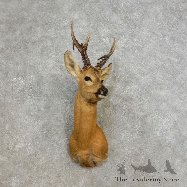 Siberian Roe Deer Shoulder Mount For Sale #17284 @ The Taxidermy Store