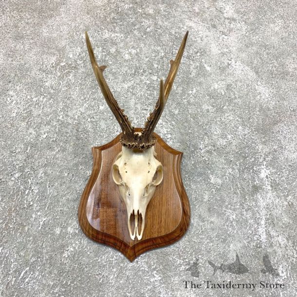 Roe Deer Skull Plaque Mount For Sale #23840 @ The Taxidermy Store