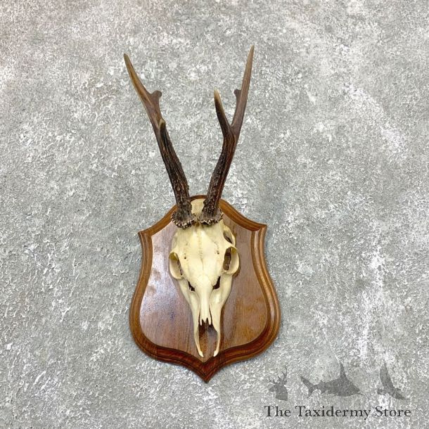 Roe Deer Skull Plaque Mount For Sale #23841 @ The Taxidermy Store
