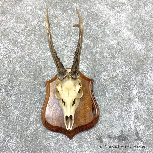 Roe Deer Skull Plaque Mount For Sale #23842 @ The Taxidermy Store