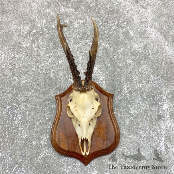 Roe Deer Skull Plaque Mount For Sale #23843 @ The Taxidermy Store