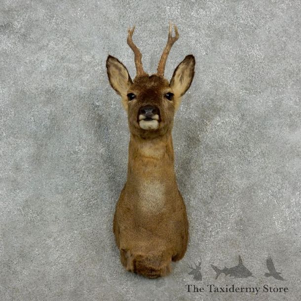 Roe Deer Taxidermy Mount For Sale #17248 @ The Taxidermy Store