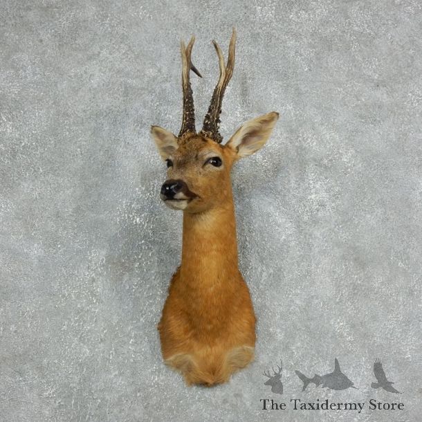 Roe Deer Taxidermy Mount For Sale #18060 @ The Taxidermy Store