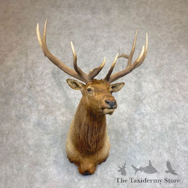 Roosevelt Elk Shoulder Mount For Sale #21930 @ The Taxidermy Store