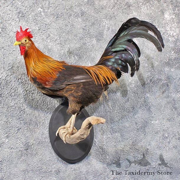 Standing Male Rooster Mount #11753 For Sale @ The Taxidermy Store