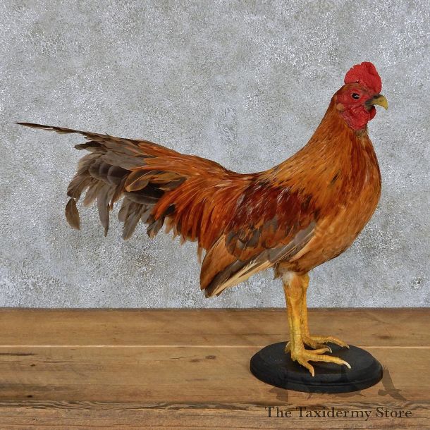 Standing Rooster Life-Size Taxidermy Mount #13118 For Sale @ The Taxidermy Store