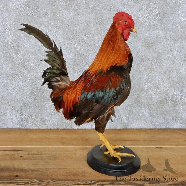 Standing Rooster Life-Size Taxidermy Mount #13119 For Sale @ The Taxidermy Store