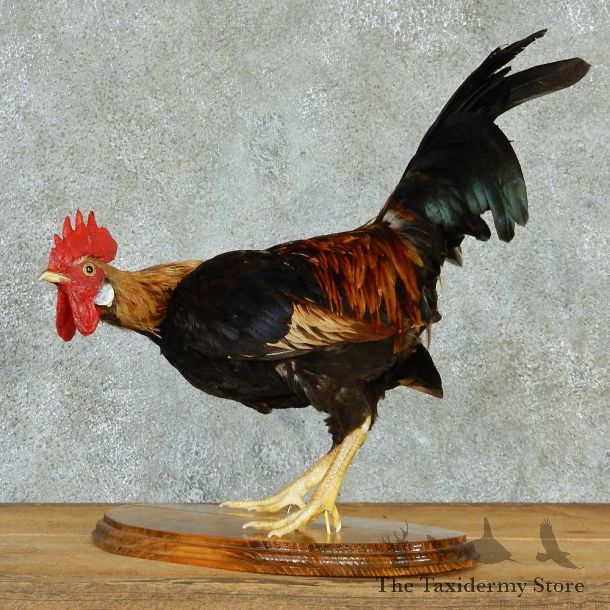 Standing Rooster Taxidermy Mount #13279 For Sale @ The Taxidermy Store