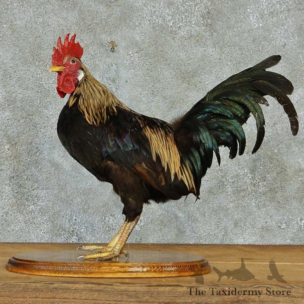 Standing Rooster Taxidermy Mount #13281 For Sale @ The Taxidermy Store