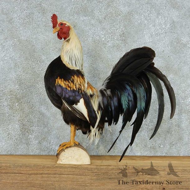 Rooster Life Size Taxidermy Mount #13348 For Sale @ The Taxidermy Store