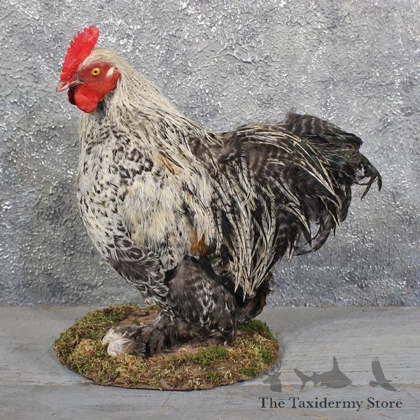 Silver Laced Cochin Rooster #11628 For Sale @ The Taxidermy Store