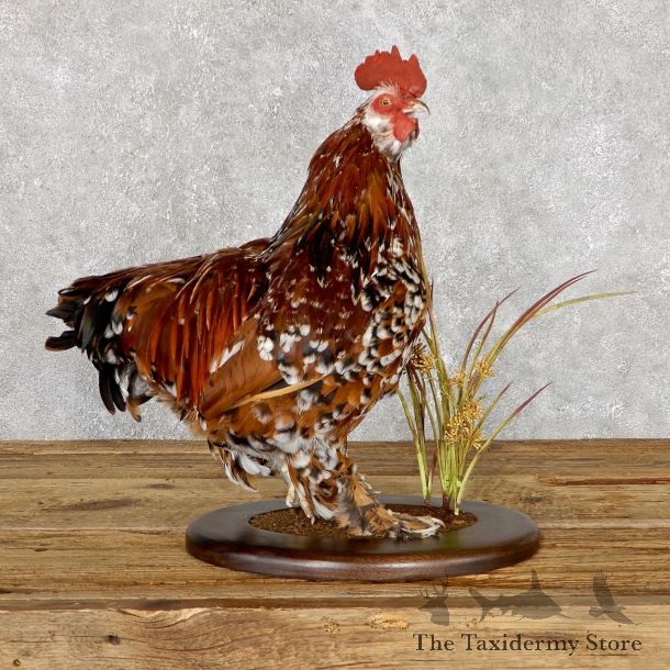 Rooster Bird Mount For Sale #19474 @ The Taxidermy Store