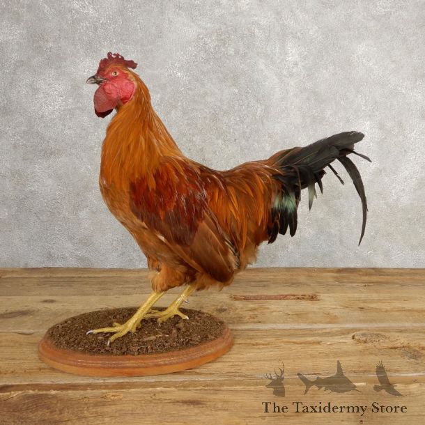 Rooster Bird Mount For Sale #21004 @ The Taxidermy Store