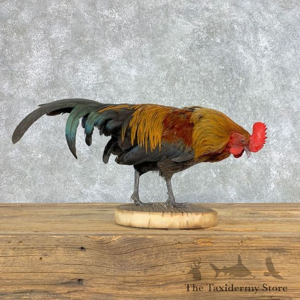 Rooster Taxidermy Bird Mount For Sale #21516 @ The Taxidermy Store