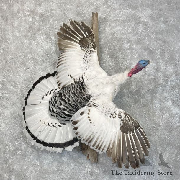 Royal Palm Turkey Bird Mount For Sale #28502 @ The Taxidermy Store