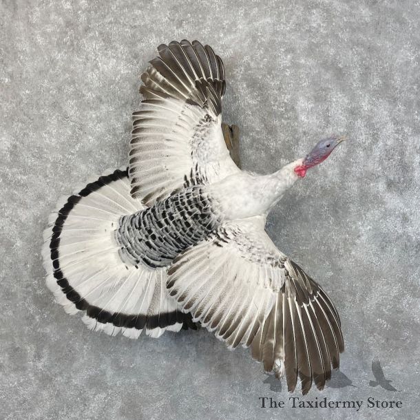 Royal Palm Turkey Bird Mount For Sale #28503 @ The Taxidermy Store