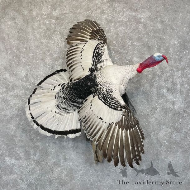 Royal Palm Turkey Bird Mount For Sale #28531 @ The Taxidermy Store