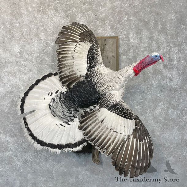 Royal Palm Turkey Bird Mount For Sale #28532 @ The Taxidermy Store