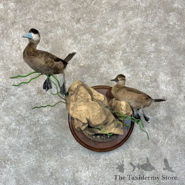 Wood Duck Pair Bird Mount For Sale #28254 @ The Taxidermy Store