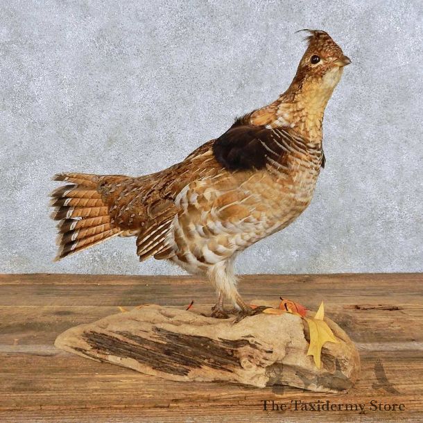 Standing Ruffed Grouse Bird Mount For Sale #14435 @ The Taxidermy Store