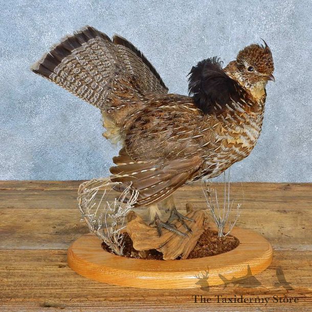 Ruffed Grouse Bird Mount For Sale #15561 @ The Taxidermy Store