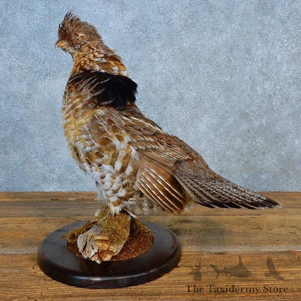Ruffed Grouse Bird Mount For Sale #15562 @ The Taxidermy Store