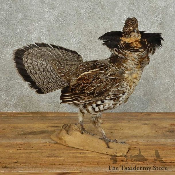 Ruffed Grouse Bird Mount For Sale #15896 @ The Taxidermy Store