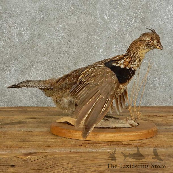 Ruffed Grouse Bird Mount For Sale #15897 @ The Taxidermy Store