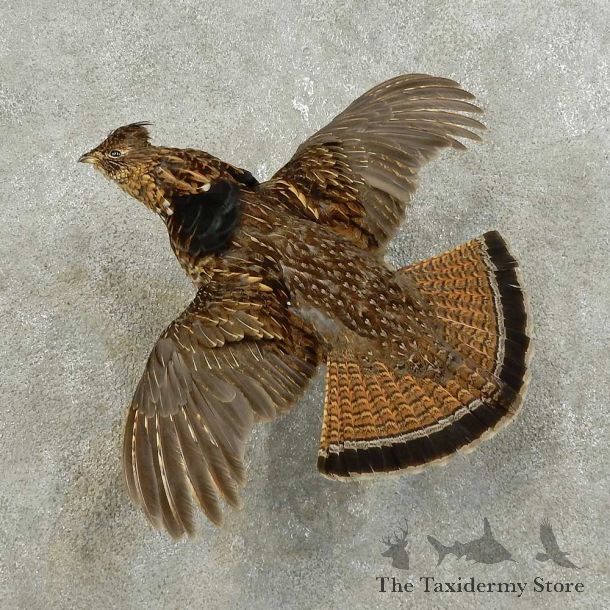 Ruffed Grouse Bird Mount For Sale #15918 @ The Taxidermy Store