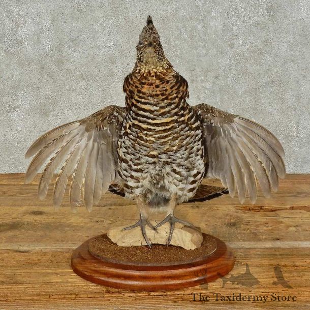 Ruffed Grouse Bird Mount For Sale #16232 @ The Taxidermy Store