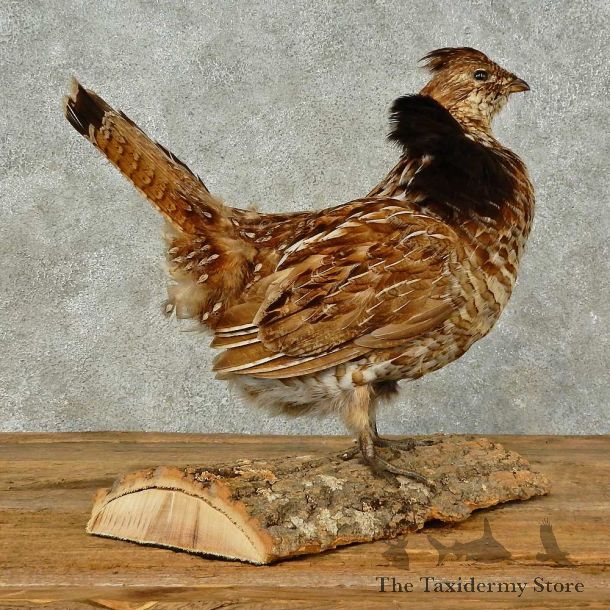 Ruffed Grouse Bird Mount For Sale #16265 @ The Taxidermy Store