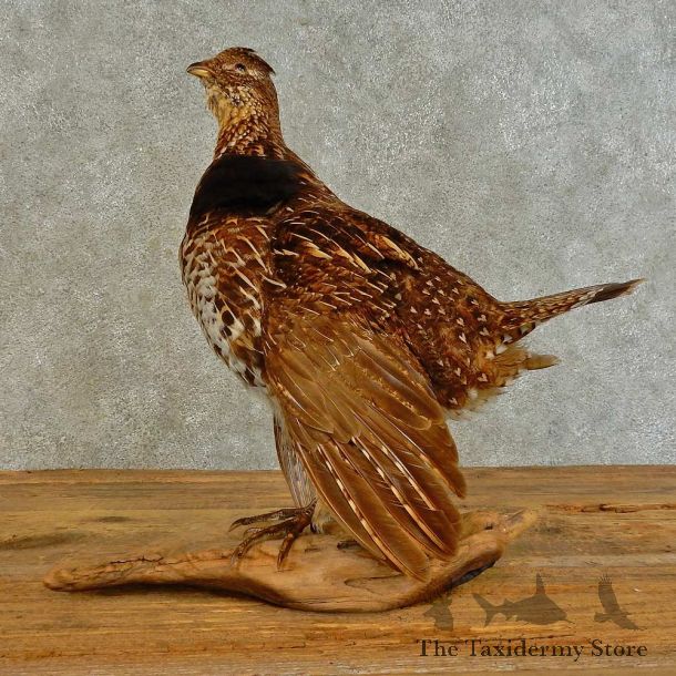 Ruffed Grouse Bird Mount For Sale #16507 @ The Taxidermy Store