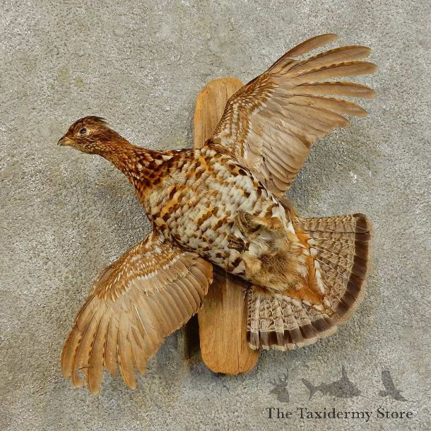 Ruffed Grouse Bird Mount For Sale #16537 @ The Taxidermy Store