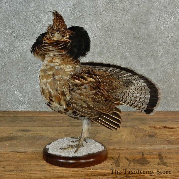 Ruffed Grouse Bird Mount For Sale #16996 @ The Taxidermy Store