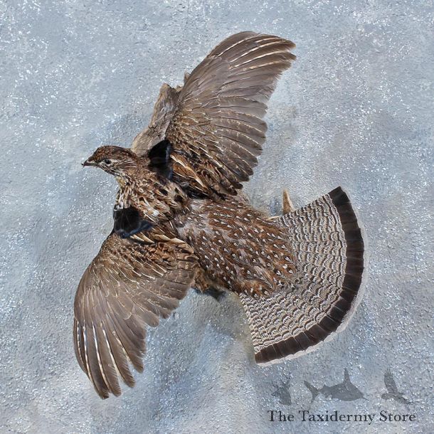 Flying Ruffed Grouse Mount #10332 For Sale @ The Taxidermy Store