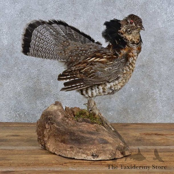 Ruffed Grouse Life-Size Mount For Sale #15213 @ The Taxidermy Store