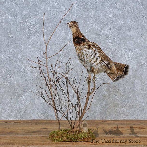 Ruffed Grouse Life-Size Mount For Sale #15220 @ The Taxidermy Store