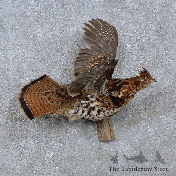 Ruffed Grouse Life-Size Mount For Sale #15230 @ The Taxidermy Store