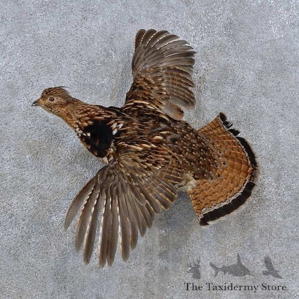 Ruffed Grouse Life-Size Mount For Sale #15232 @ The Taxidermy Store